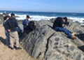 Estudiantes de Metalurgia analizan rocas en Isla Negra