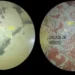 Microfotografías de oro bajo el microscopio calcográfico. En la sección de la izquierda se observa el oro dentro de la pirita y en la sección de la derecha se lo observa asociados a óxidos de hierro.