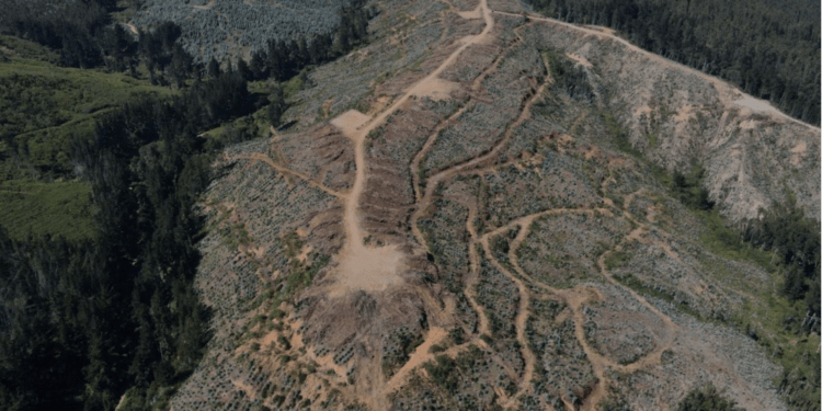 Minera Aclara desmiente categóricamente rumores que la vinculan con incendios forestales en Penco